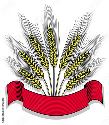 Vector illustration of isolated bunch of wheat with ribbon