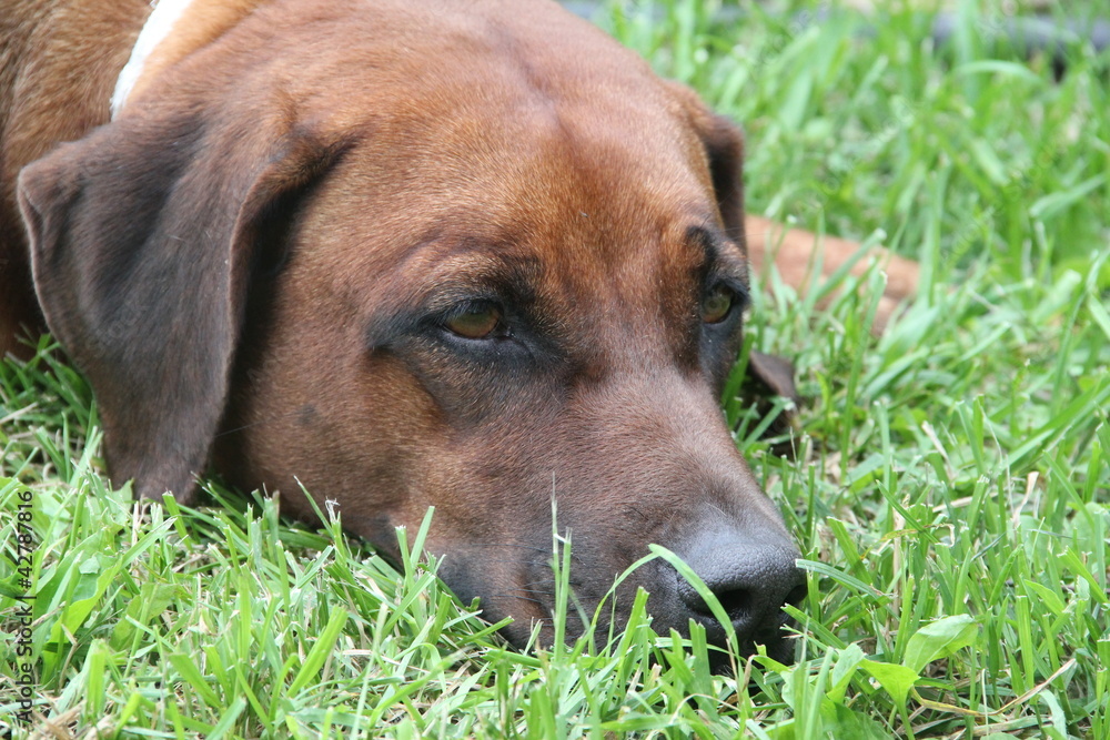 Ridgeback Dog on the grass