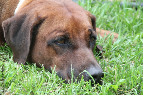 Ridgeback Dog on the grass photo
