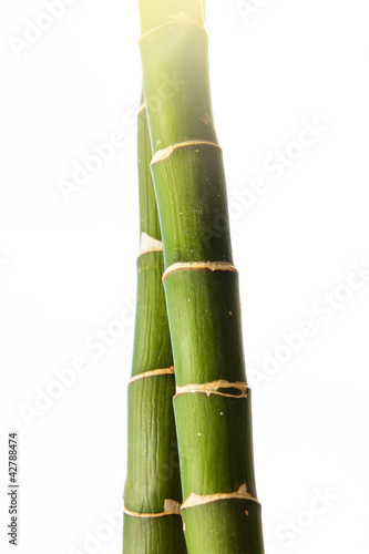 bamboo stick
