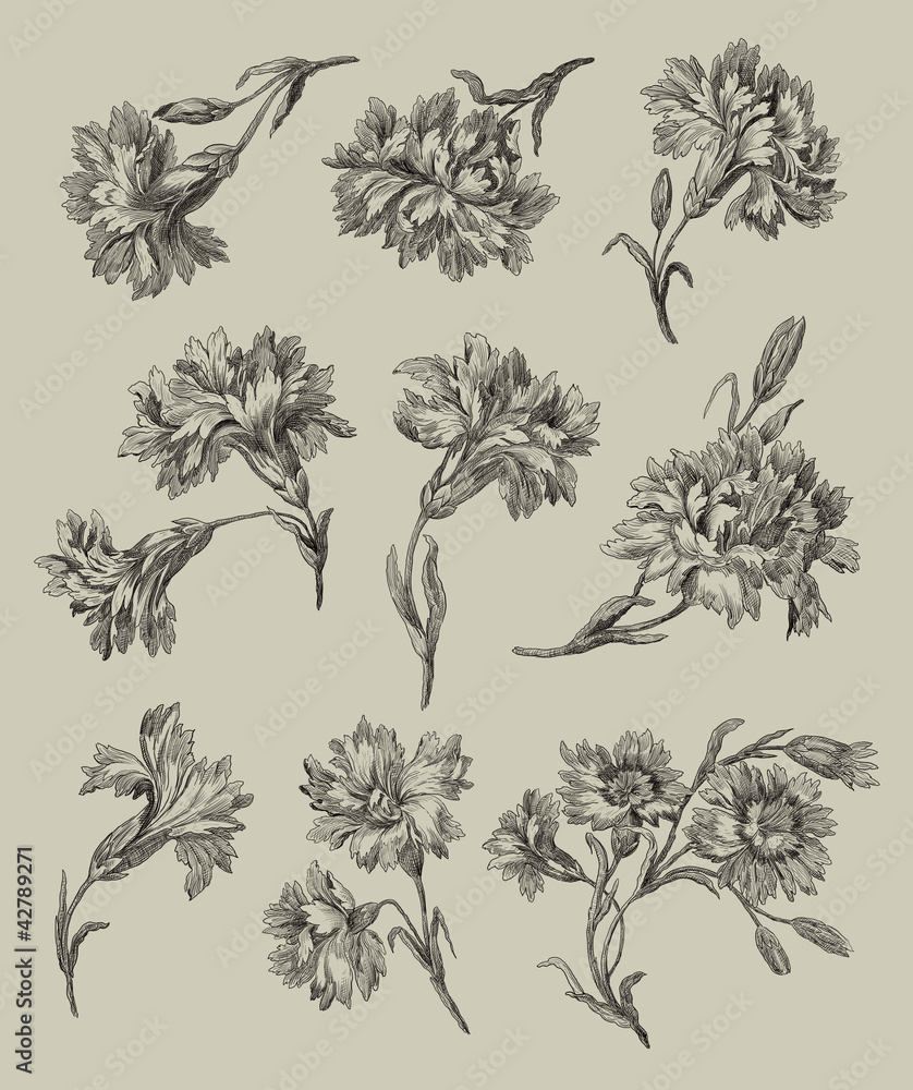 Cloves illustration Cloves illustration