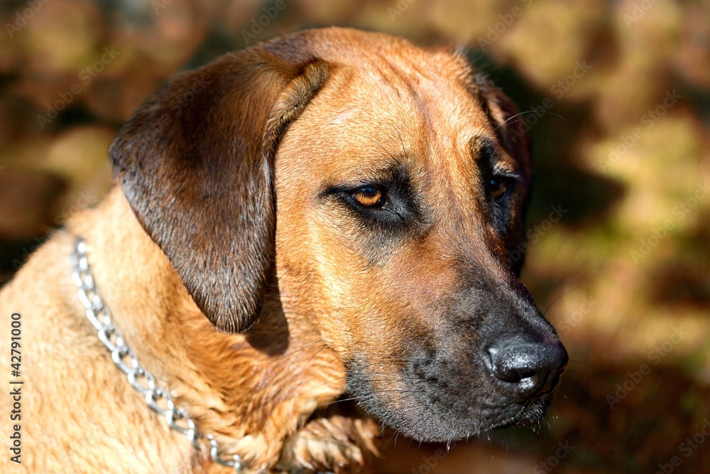 Detailed portrait of a Rhodesian Ridgeback dog