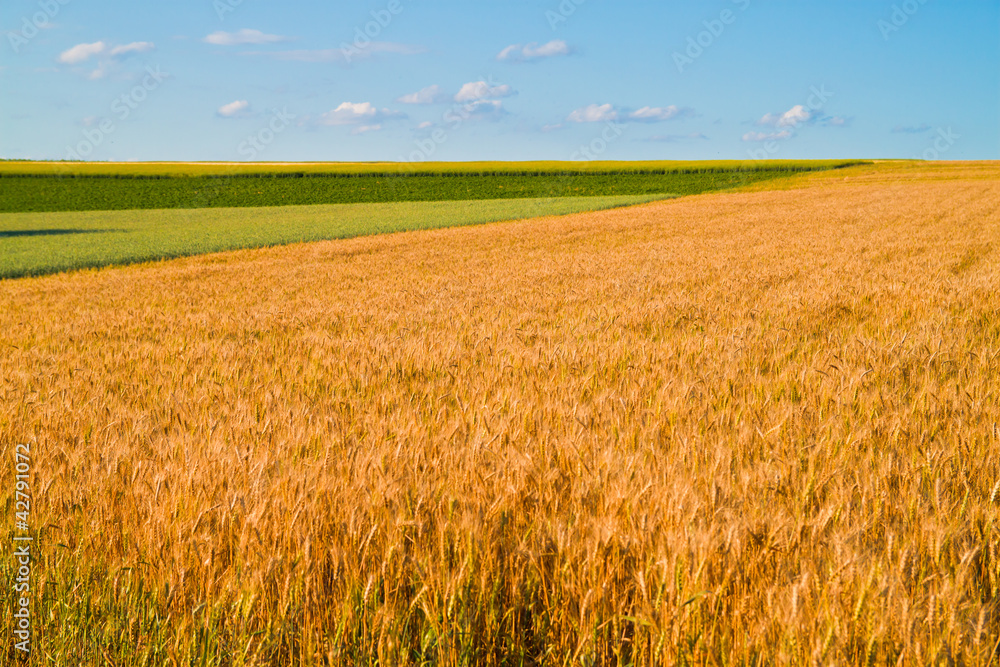 Crop in the field