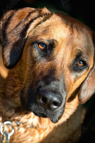 Rhodesian ridgeback dog