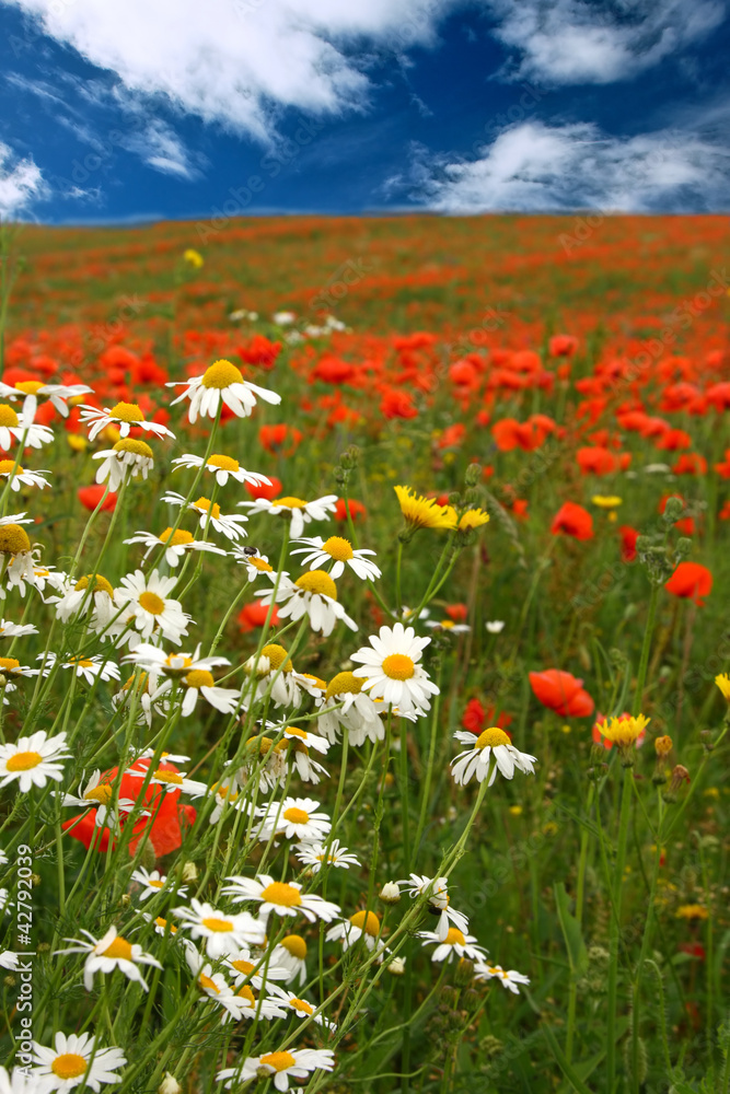 Fototapeta premium red poppies