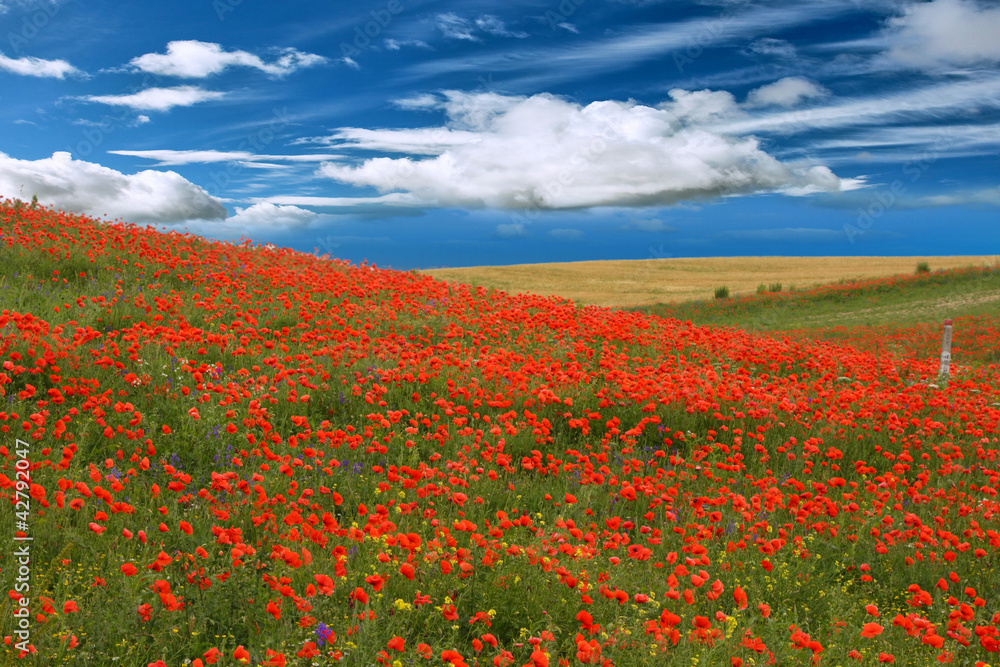 red poppies