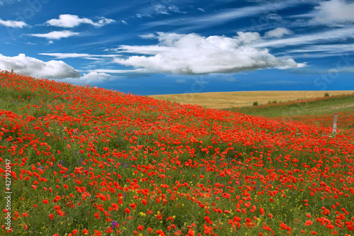 red poppies