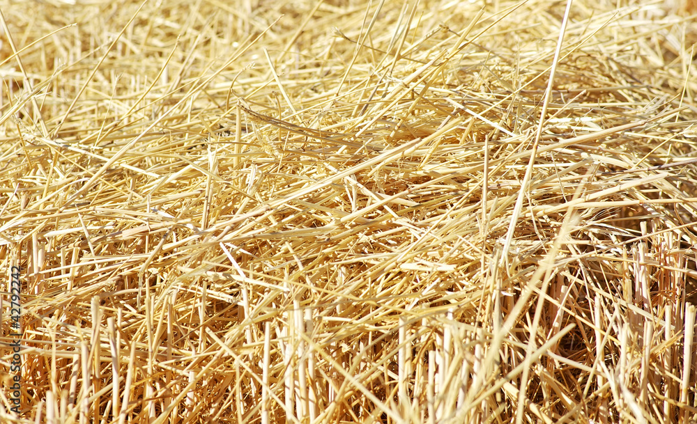 Closeup of straw texture on field Closeup of straw texture on field