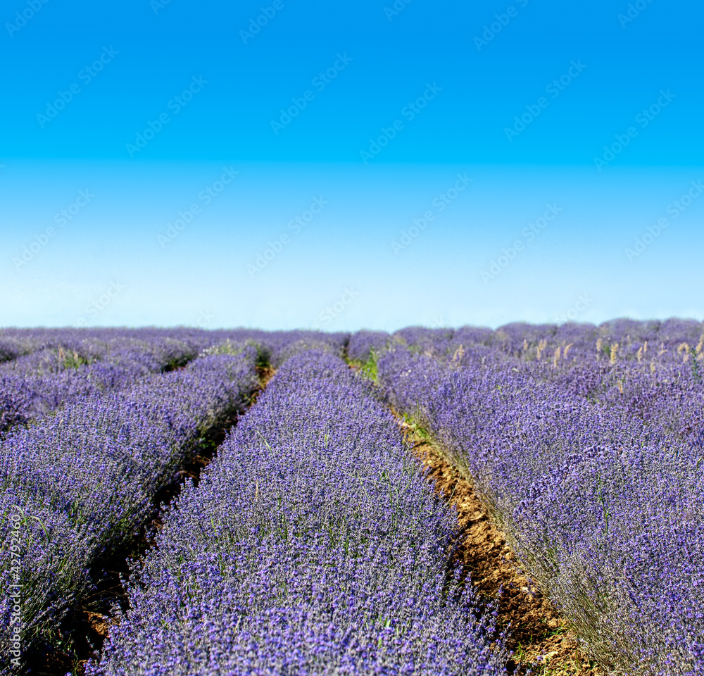 Fototapeta premium Lavender field