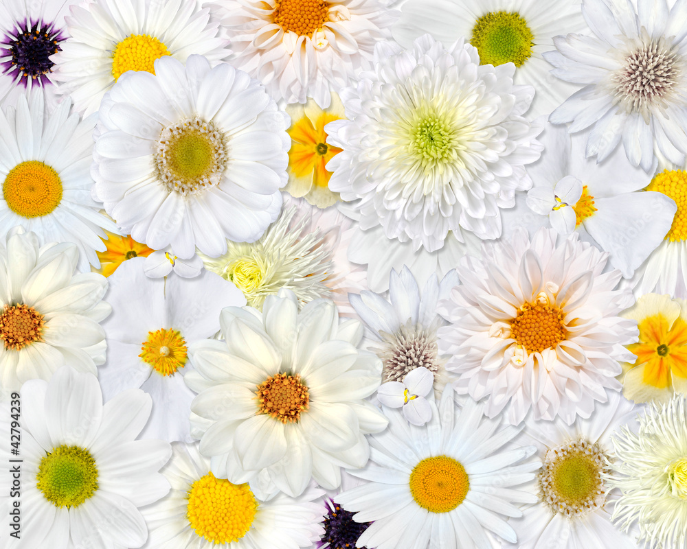 White Flower Background White Flower Background