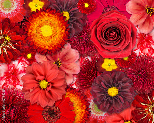 Red Flower Background