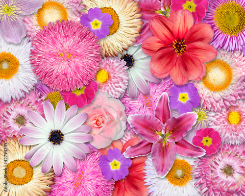 Fototapeta Naklejka Na Ścianę i Meble -  Flower Background Pink, Red, White Colors