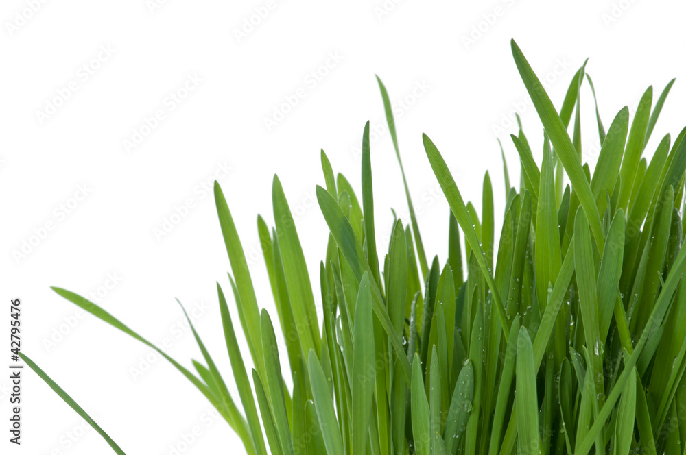 Gras Gras