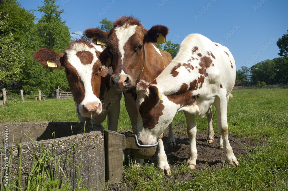 red frisian cows