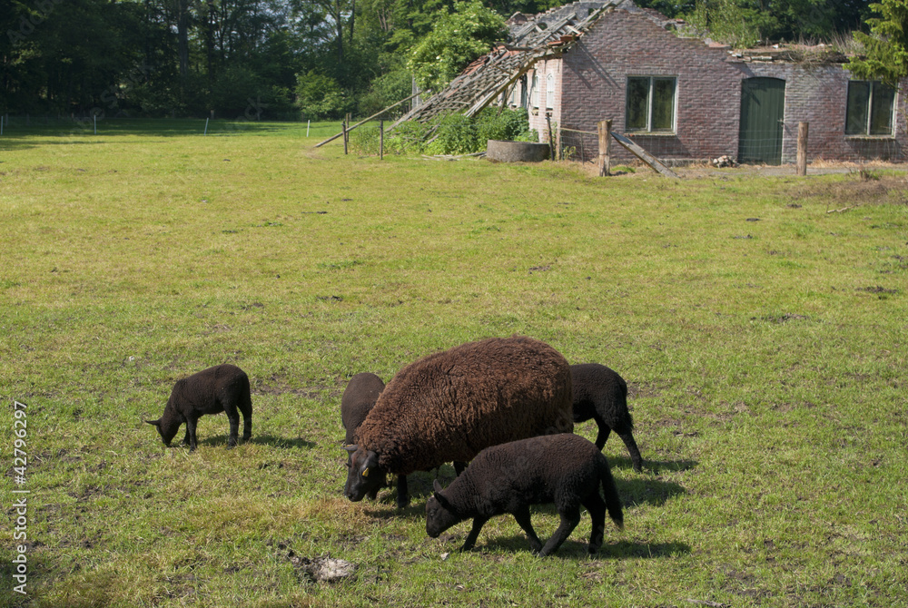 black sheep black sheep