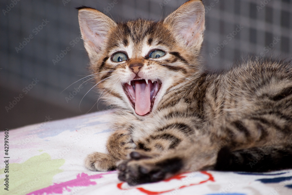 Naklejka premium Babymaul