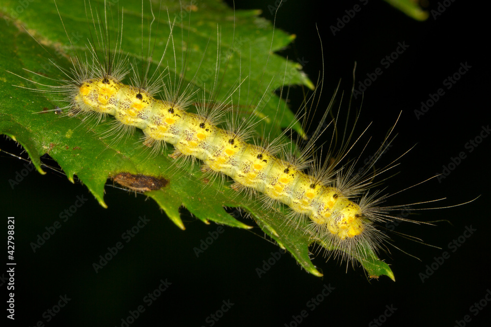 yellow hairy caterpillar on a green leaf