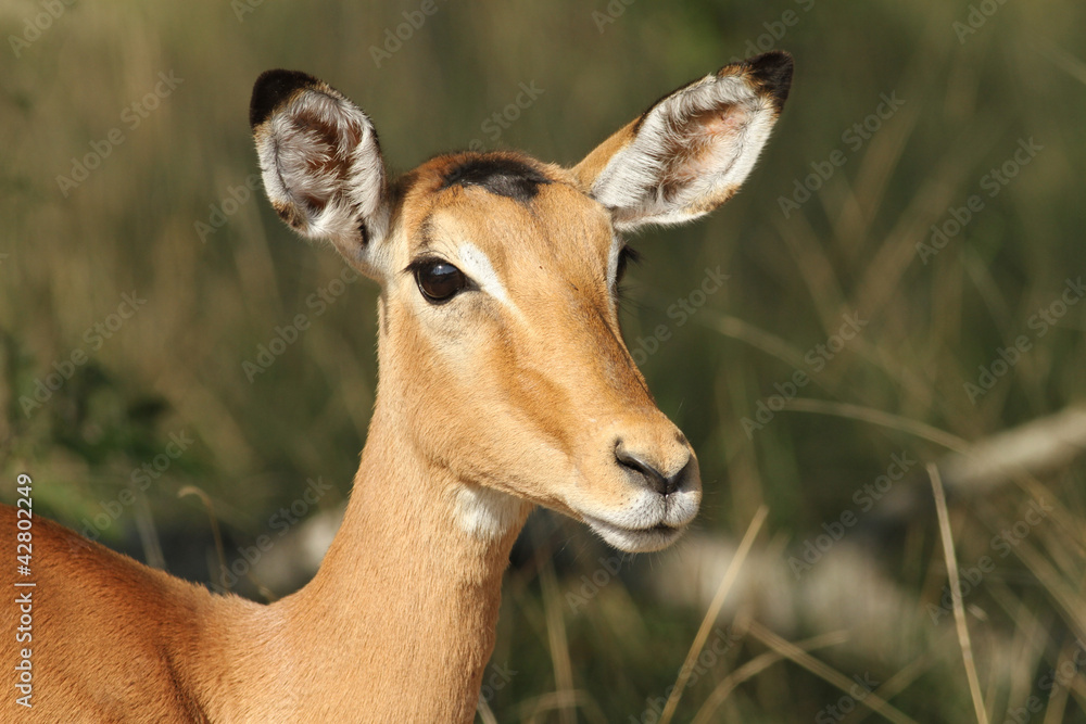 antelope impala male in wild nature(Africa)
