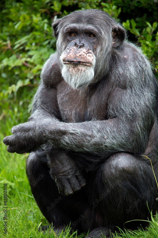 Chimpanzee, Old Man of the Forest Chimpanzee, Old Man of the Forest