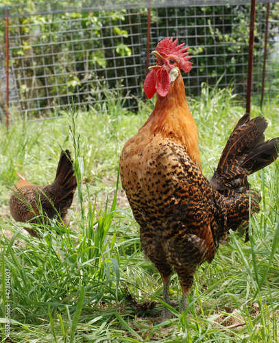 Foto Rooster crowing.