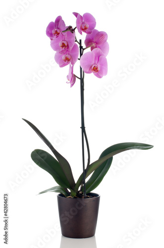 Fototapeta Naklejka Na Ścianę i Meble -  Beautiful pink orchid in a flowerpot