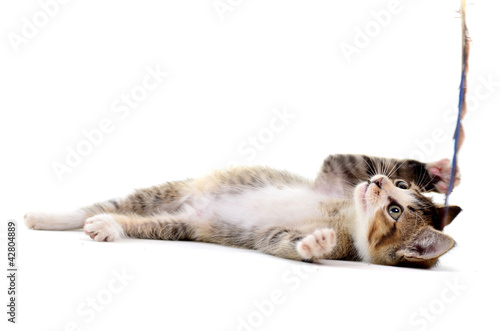 Fototapeta Naklejka Na Ścianę i Meble -  Grey kitten playing and grabbing at in front of a white backgrou