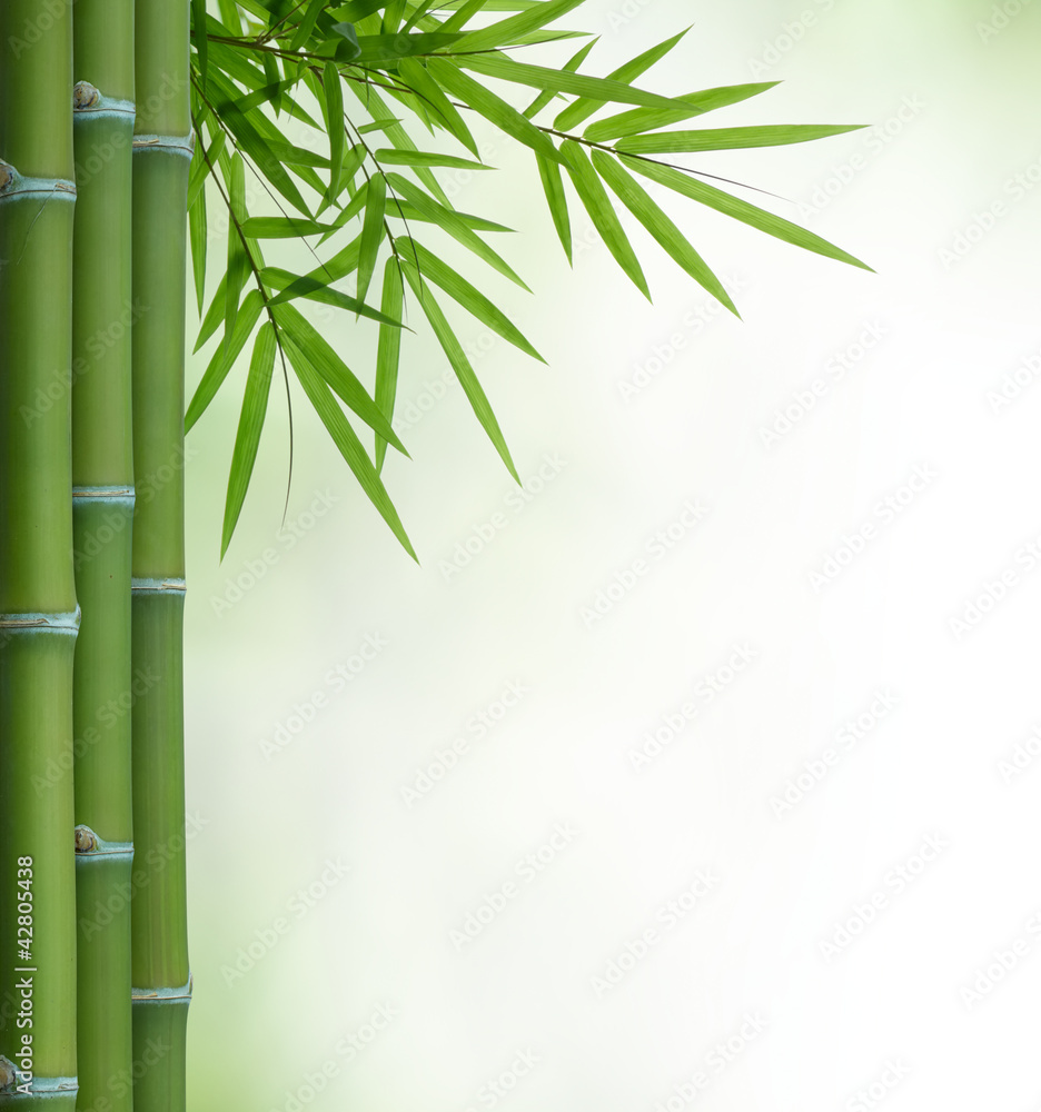 bamboo - obrazy, fototapety, plakaty 