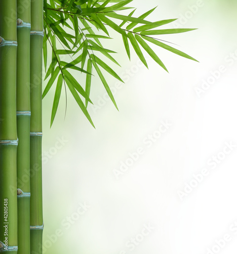 Carta da parati bambù - Carta da parati bamboo