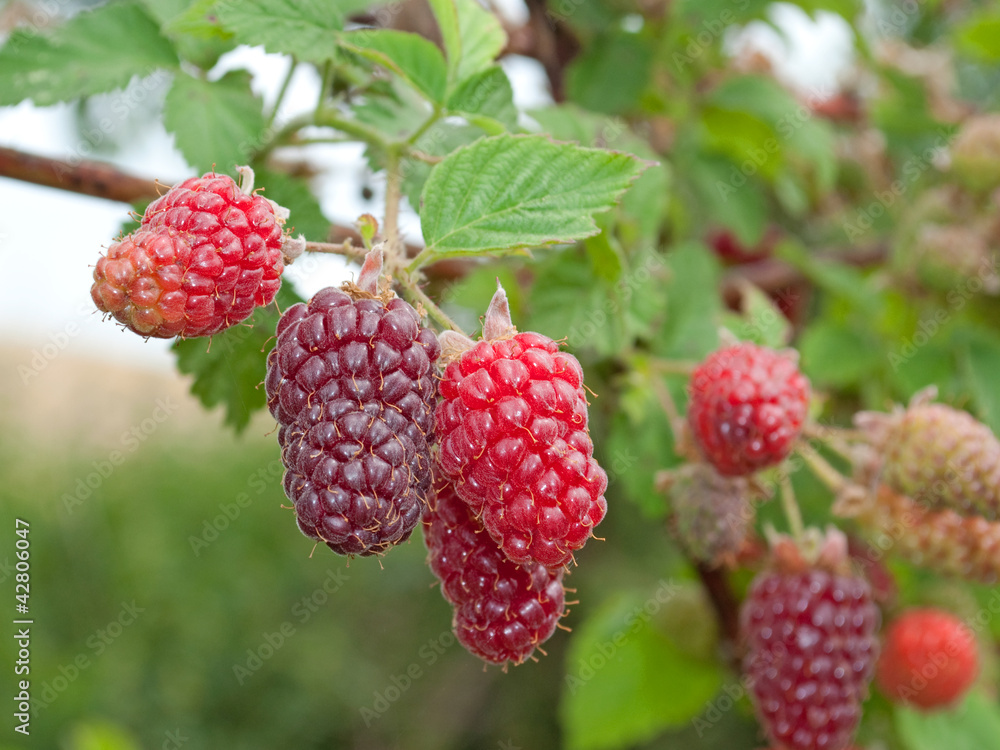 Taybeeren Taybeeren
