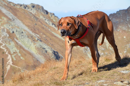 Big dog on the hill