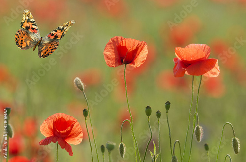 poppies and butterfly