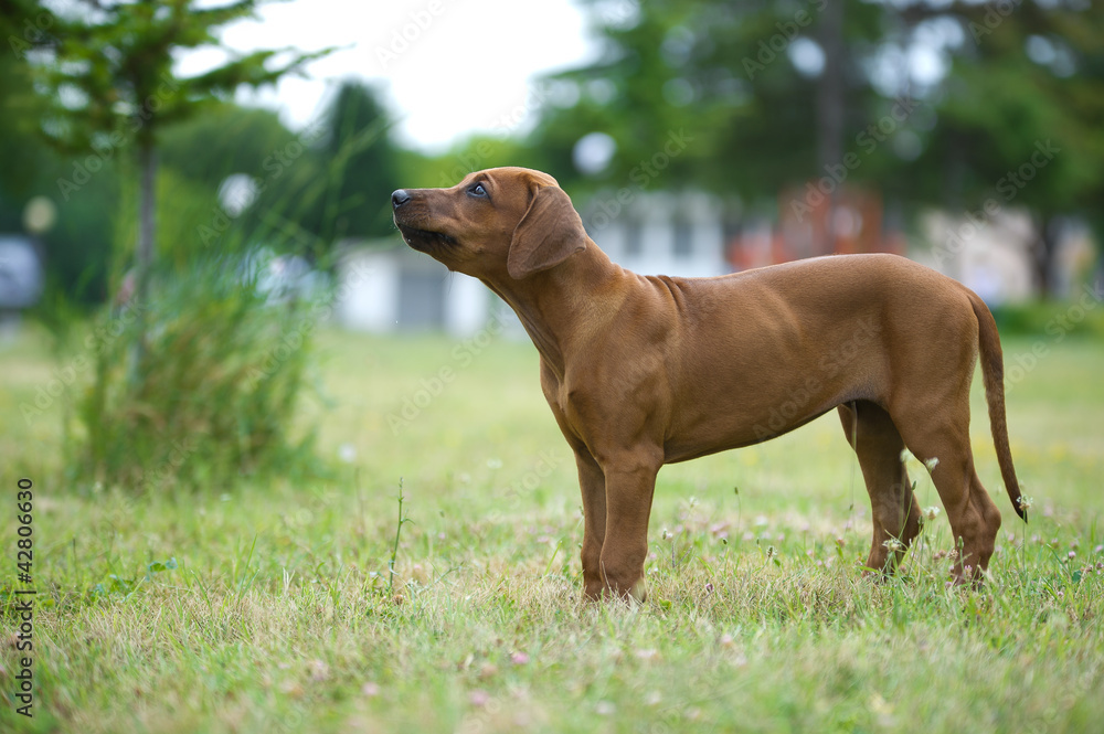 Beautiful dog rhodesian ridgeback puppy outdoors