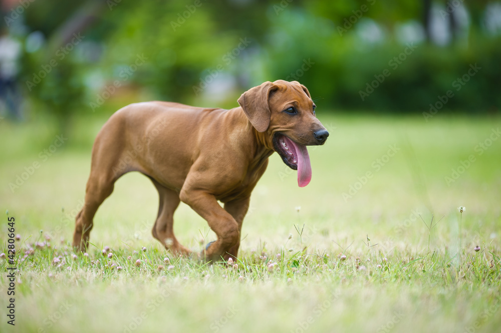 Beautiful dog rhodesian ridgeback puppy outdoors Beautiful dog rhodesian ridgeback puppy outdoors