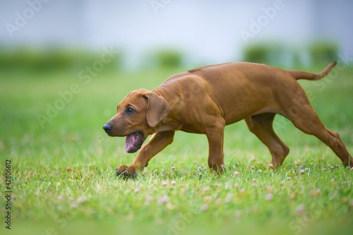 Beautiful dog rhodesian ridgeback puppy outdoors