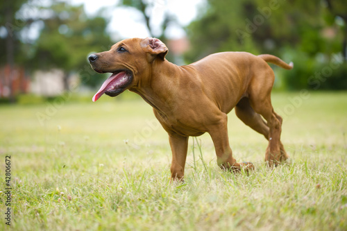 Beautiful dog rhodesian ridgeback puppy outdoors