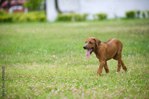 Beautiful dog rhodesian ridgeback puppy outdoors © Tatiana Katsai