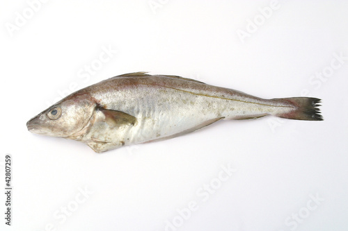 A fish