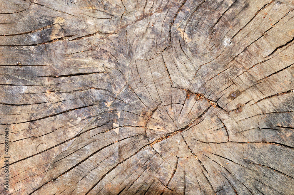 Fototapeta premium Weathered wooden cut