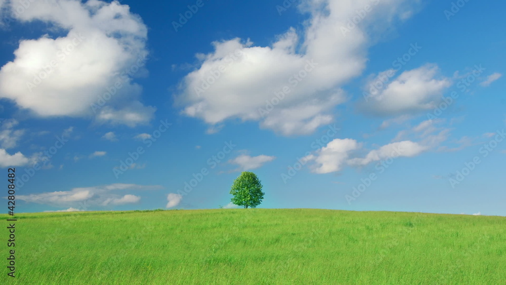 Lonely tree on a meadow against sky with clouds Lonely tree on a meadow against sky with clouds