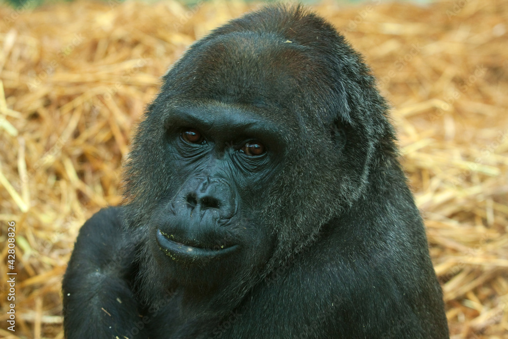 Obraz premium female low land gorilla 6607