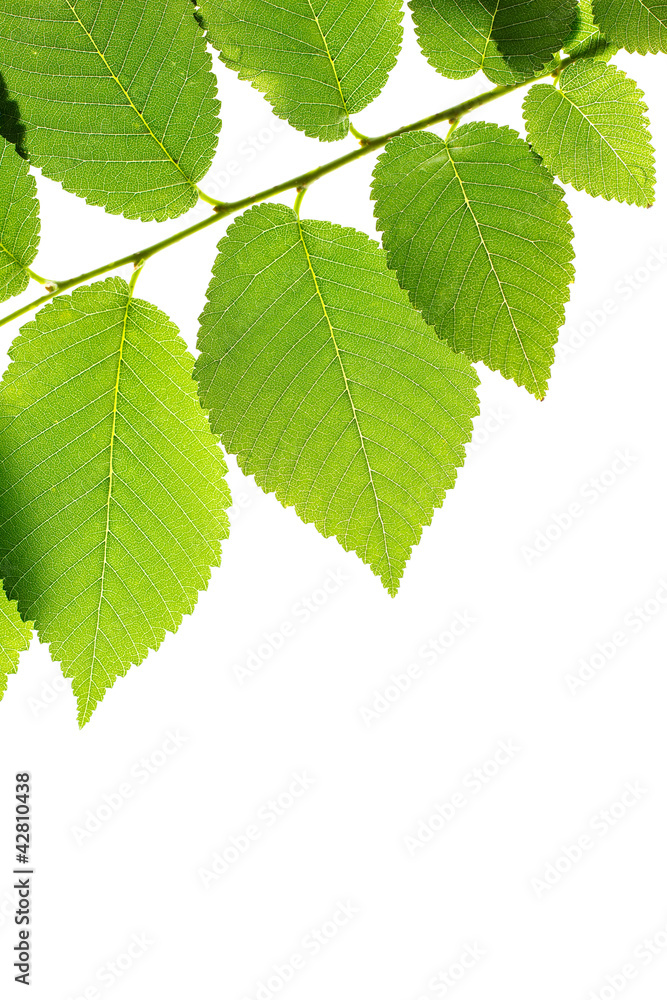 Green elm leaves isolated on white. Natural frame Green elm leaves isolated on white. Natural frame