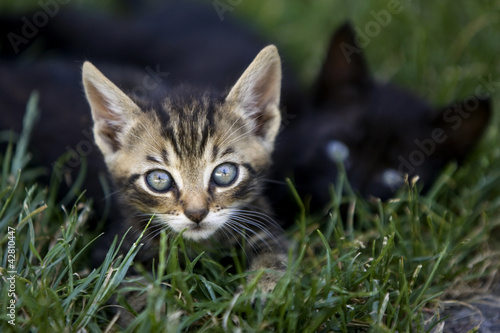 kittens © Boca