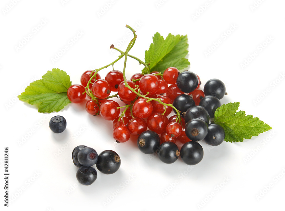 red and black currant
