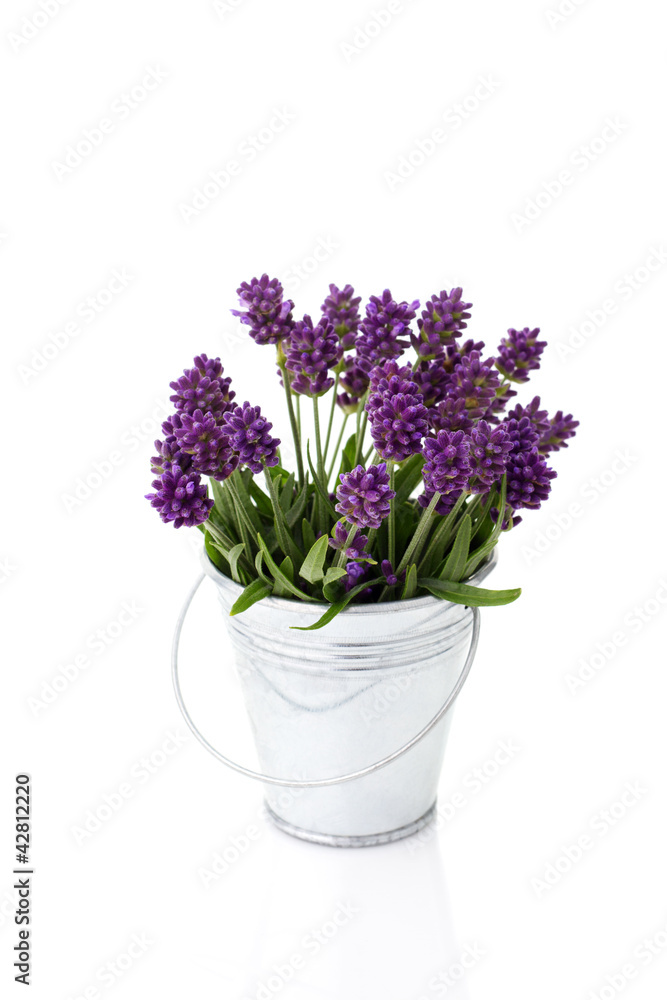 lavender in a metal bucket