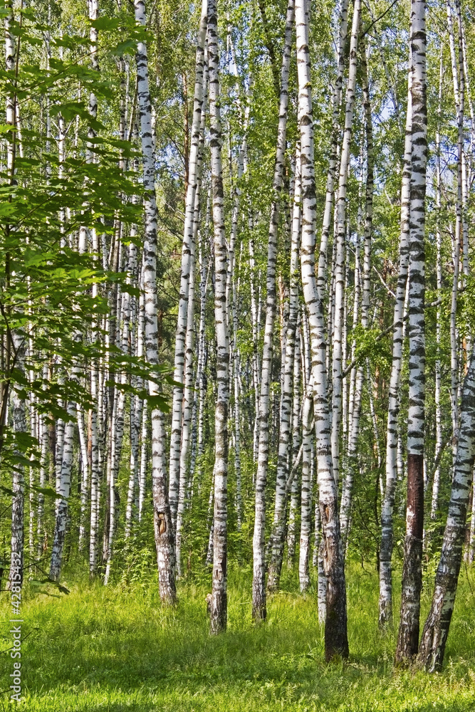 Fototapeta premium Birch wood