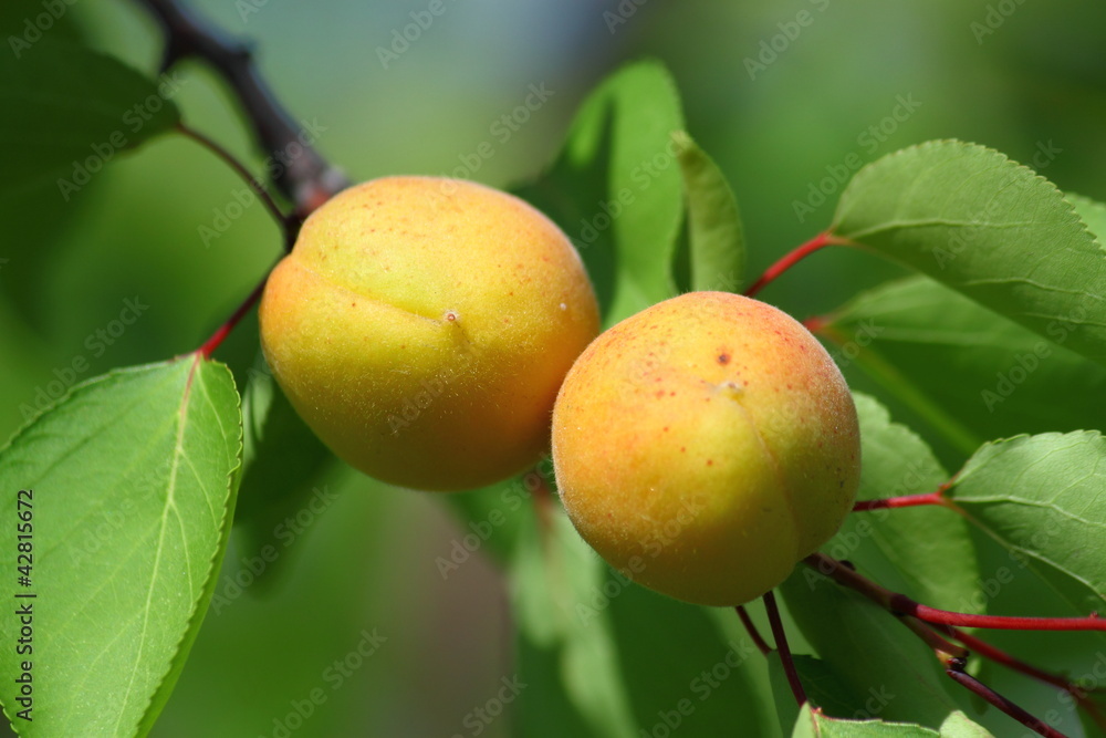 Ripe Apricots