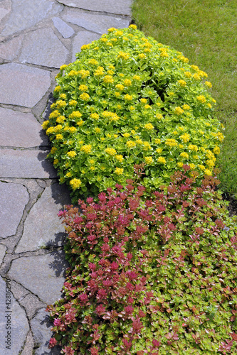 Obraz w ramie Sedum_8740