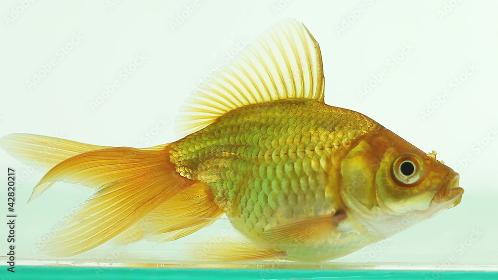 goldfish in clear aquarium moves slowly goldfish in clear aquarium moves slowly