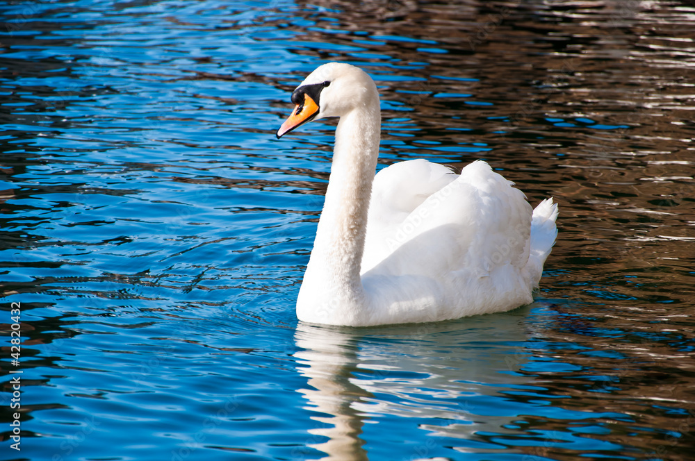 Naklejka premium White swan