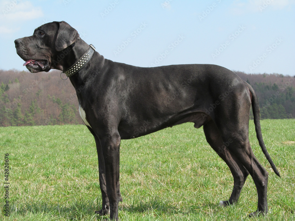 schwarze Deutsche Dogge schwarze Deutsche Dogge